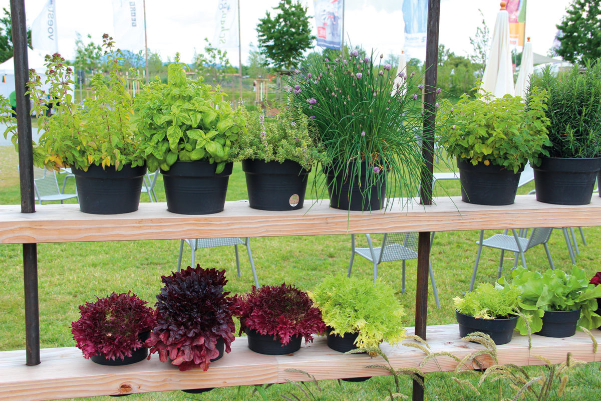 Referenzen Obst und Gemüsegarten Schmeikal Gartengestaltung Salzburg